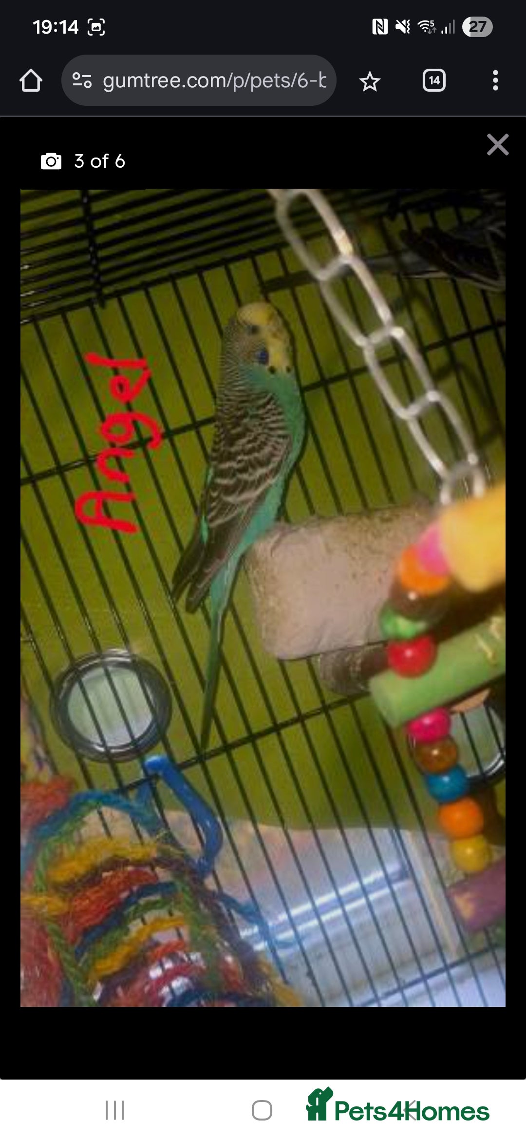 Budgerigars birds for sale: 6x budgies mixed gender looking for new home - Advert 6
