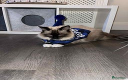 Ragdoll cats for sale: 2 rag doll boys - Image 15