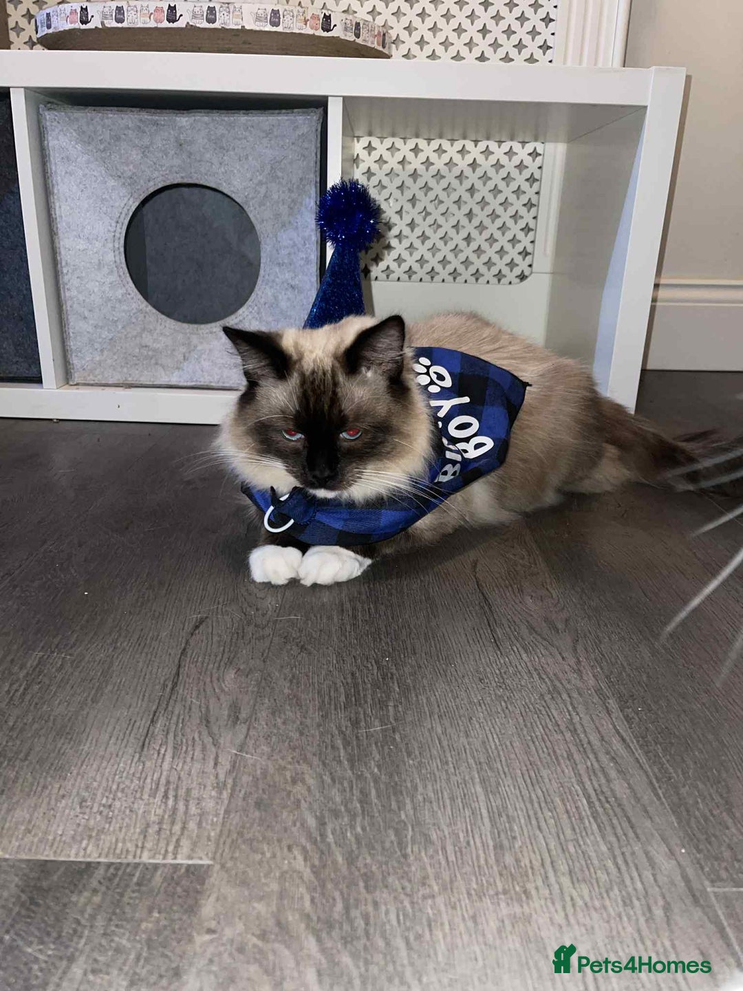 Ragdoll cats for sale: 2 rag doll boys - Image 15