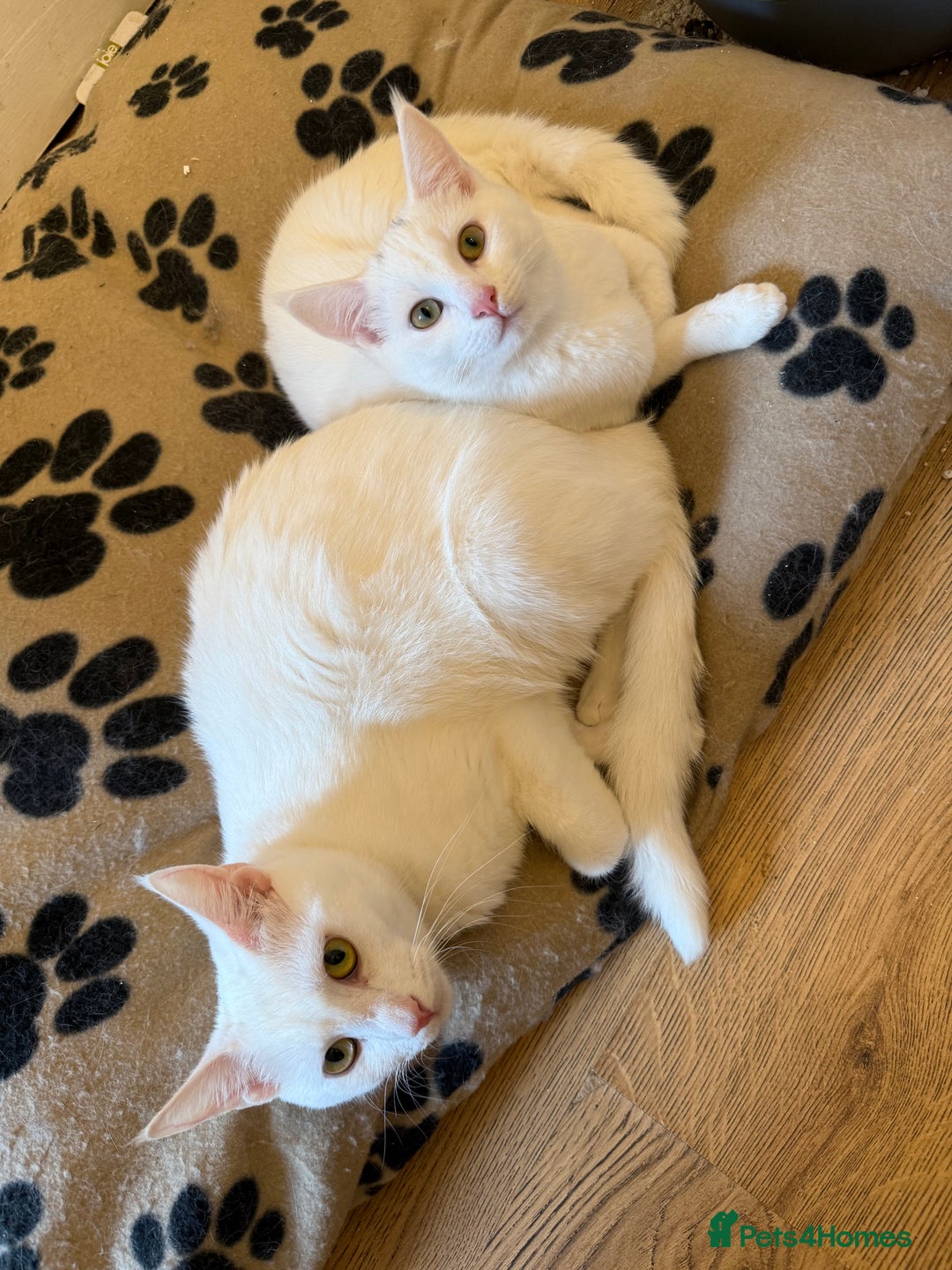 Ragdoll cats for sale: Maine Coon Mum & 2Kittens Looking for aLoving Home - Image 8