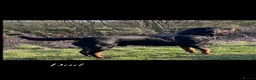 Rottweiler dogs for sale: 4 stunning Rottweiler pups available  - Advert 15