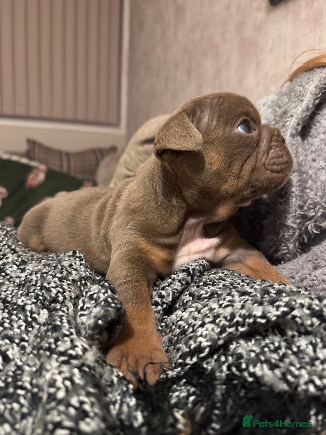 English Bulldog dogs for sale: English Bulldogs ready to leave 10/12/25  - Advert 11