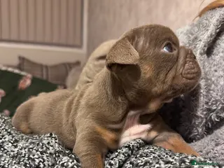 English Bulldog dogs English Bulldog female - last one available ❤️ - Advert 6