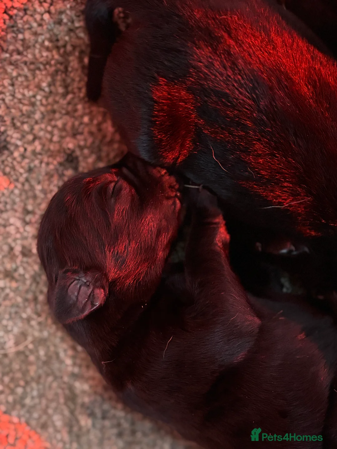 Labrador Retriever dogs for sale: Very chunky black Labrador puppies  in Wakefield - Advert 8