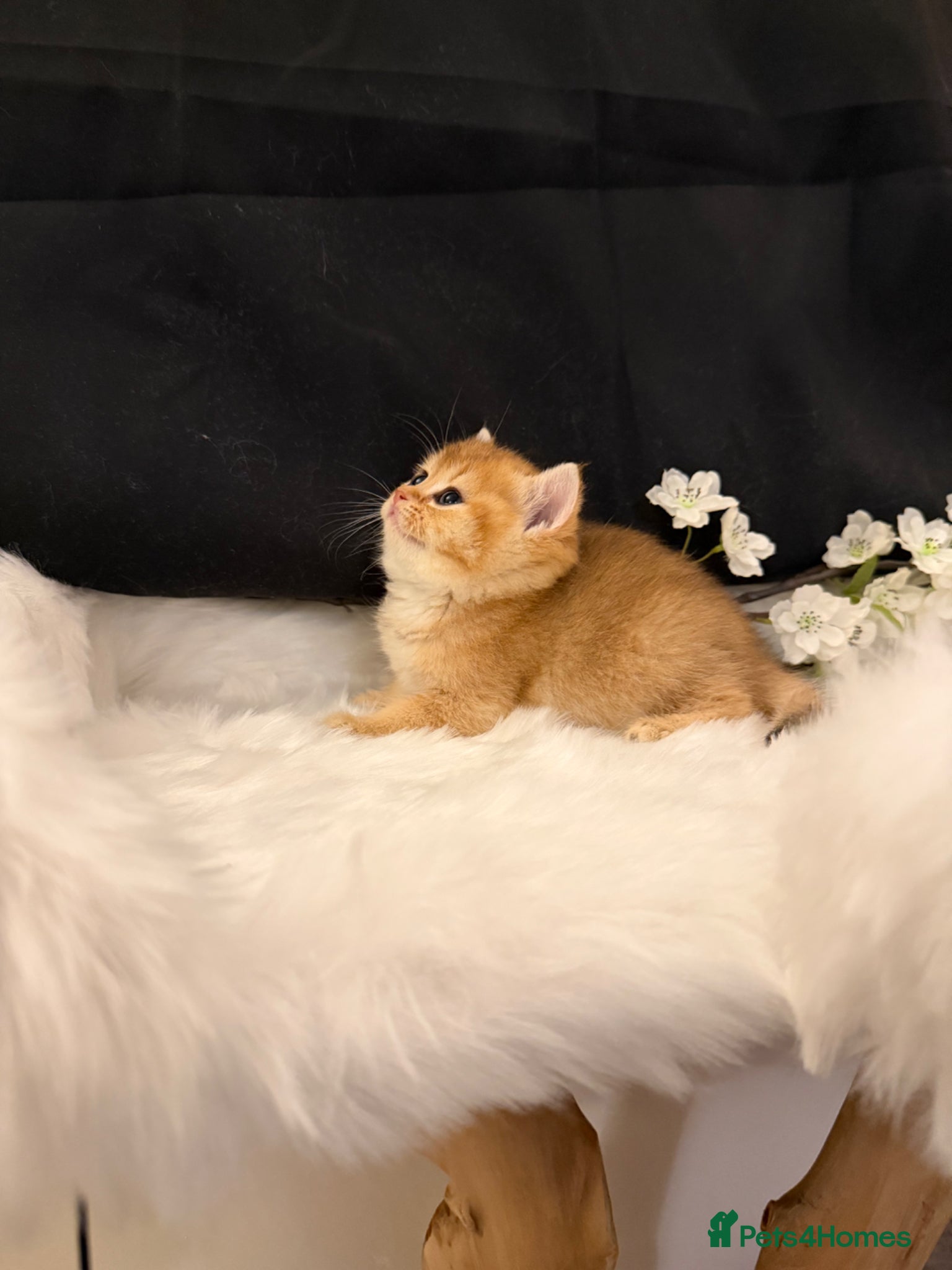 British Shorthair cats Golden & Silver BSH. 100% Pure pedigree Registered - Advert 2