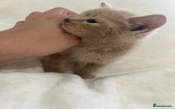 Scottish Fold cats for sale: Scottish fold cross bsh ready to go now 💙 - Image 1