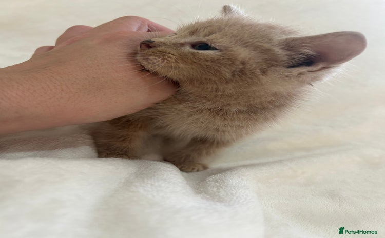 Scottish Fold cats - Advert 1