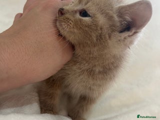 Scottish Fold cats - Advert 1