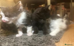 Mixed Breed cats for sale: Soft, Sweet, and Full of Fun…. - Advert 15