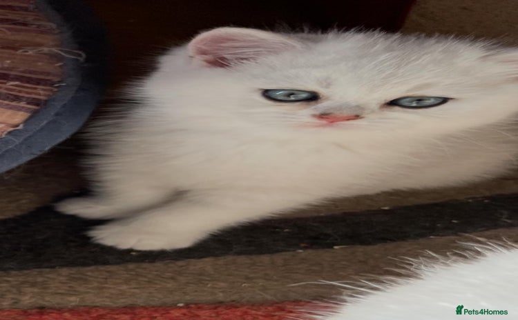 British Shorthair cats - Advert 3