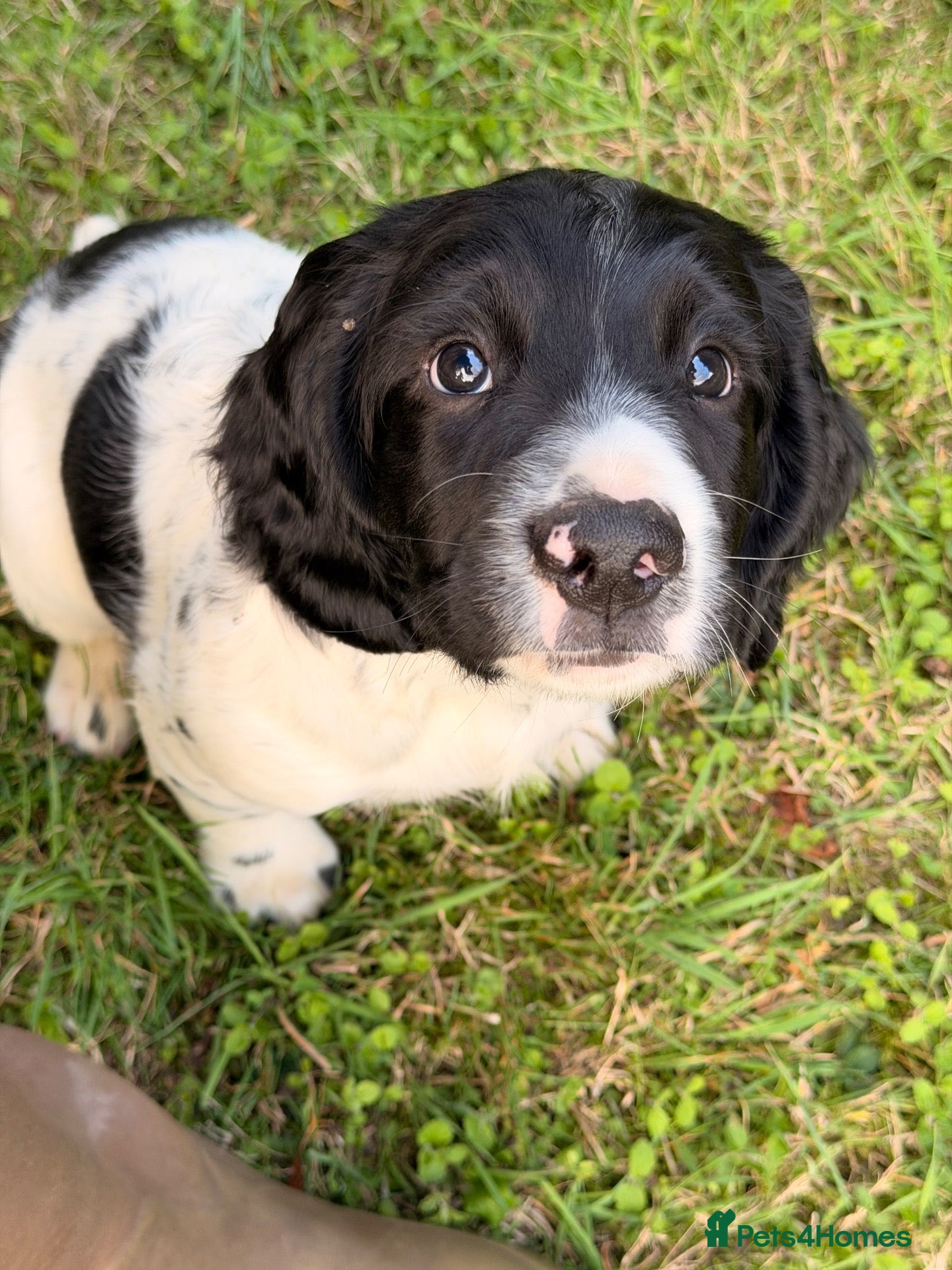 English Springer Spaniel dogs KC Registered Black & White ESS Puppies - Advert 1