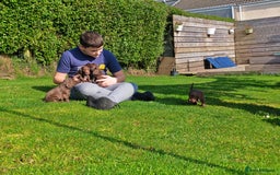 Sprocker dogs for sale: Adorable, well-socialised Sprocker Spaniel puppies - Image 9