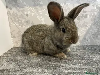 Continental Giant rabbits Continental / Flemish giant babies - Advert 11