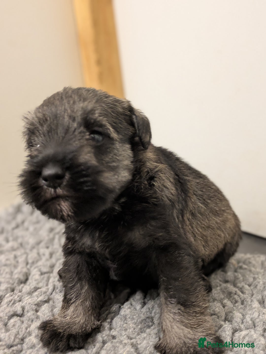Miniature Schnauzer dogs for sale: Fully Health Tested Clear Miniature Schnauzer Boy - Advert 5