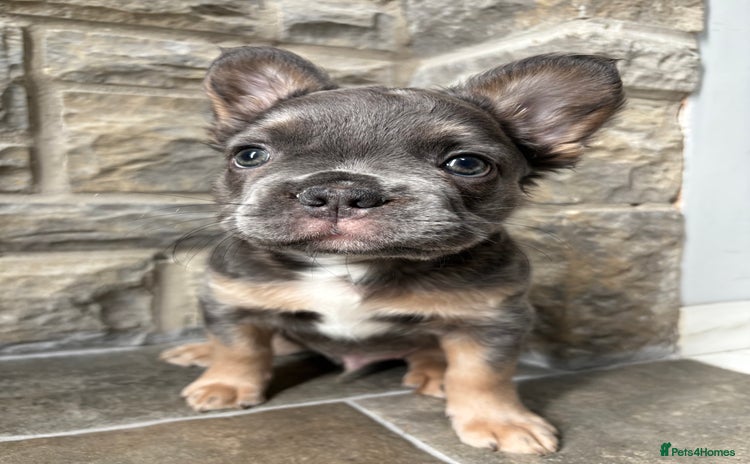 French Bulldog dogs - Advert 20