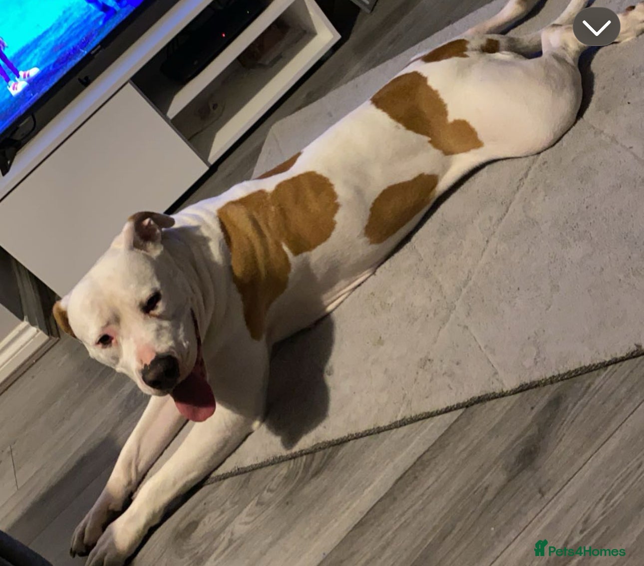 American Bulldog dogs REHOMING -Lucky  - Advert 3