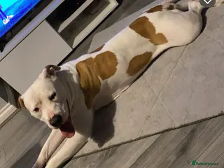 American Bulldog dogs REHOMING -Lucky - Advert 4