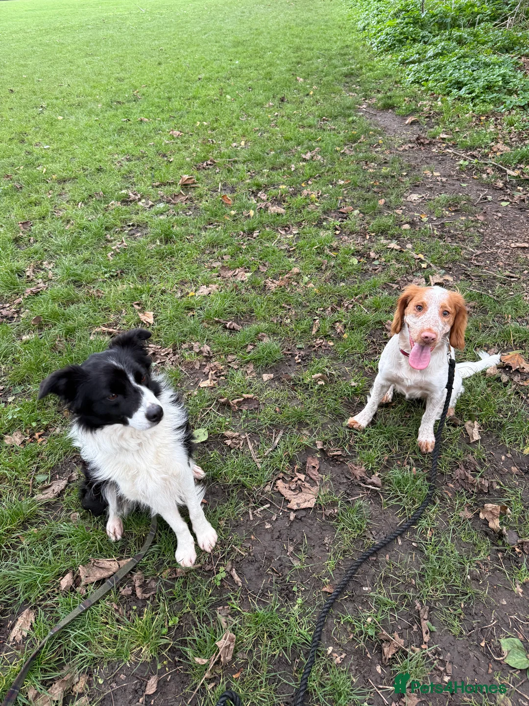 Cocker Spaniel dogs for sale: Working cocker spaniel for rehoming  - Advert 3