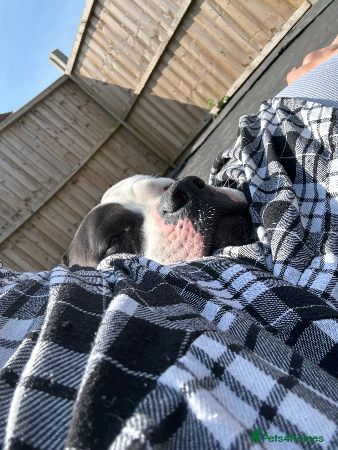 American Bulldog dogs for sale: Albie the American bulldog  - Advert 8