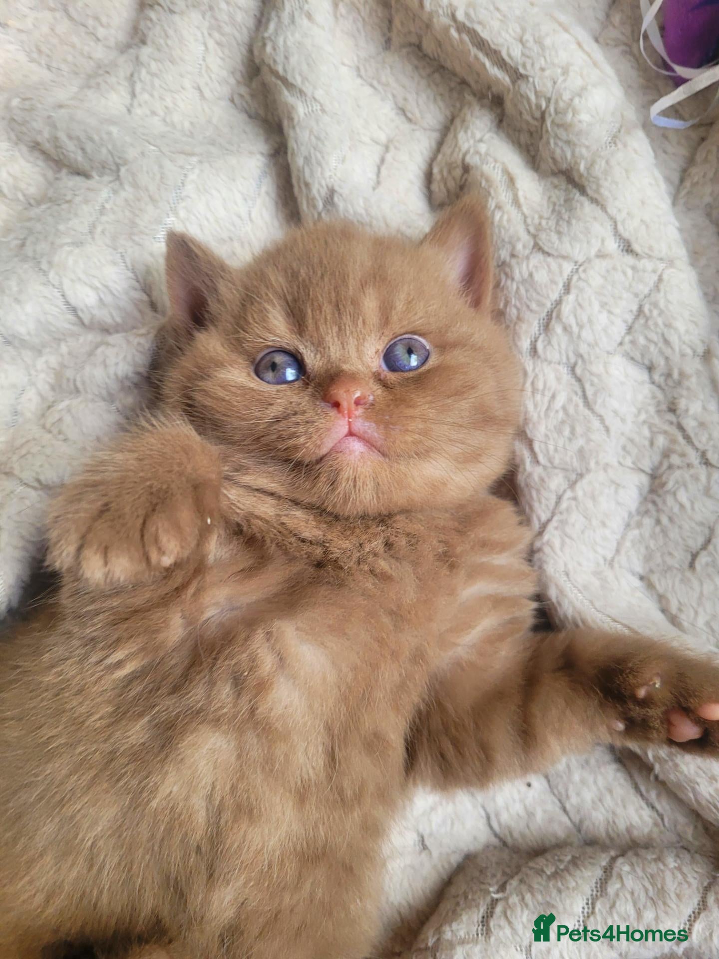 British Shorthair cats Chunky British Shorthair  - Advert 6