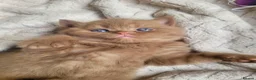 British Shorthair cats for sale: Chunky British Shorthair  - Advert 4
