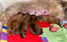 Shih Tzu dogs for sale: Shih Tzu puppies  - Image 1