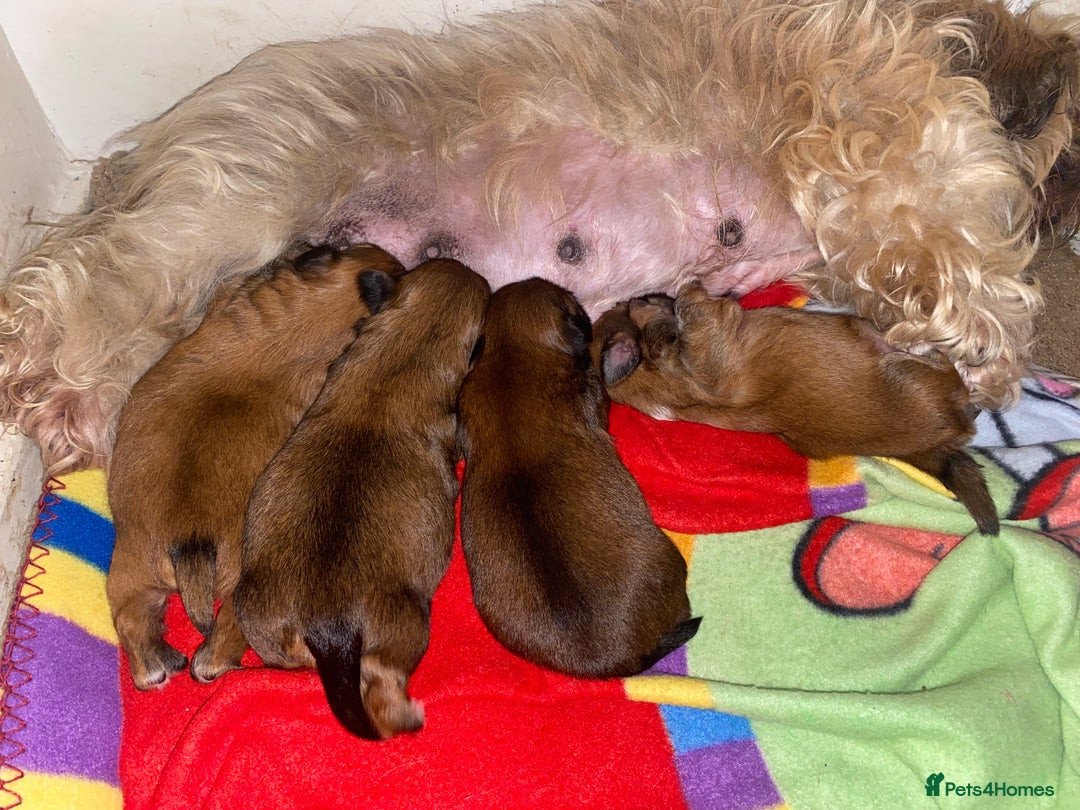 Shih Tzu dogs for sale: Shih Tzu puppies  - Image 1