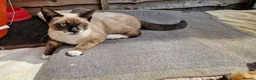 Mixed Breed cats for sale: Beautiful kittens boy and girl  - Advert 9