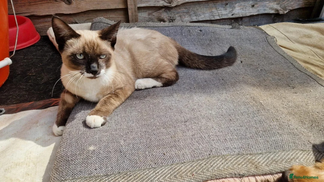 Mixed Breed cats for sale: Beautiful kittens boy and girl  - Advert 9