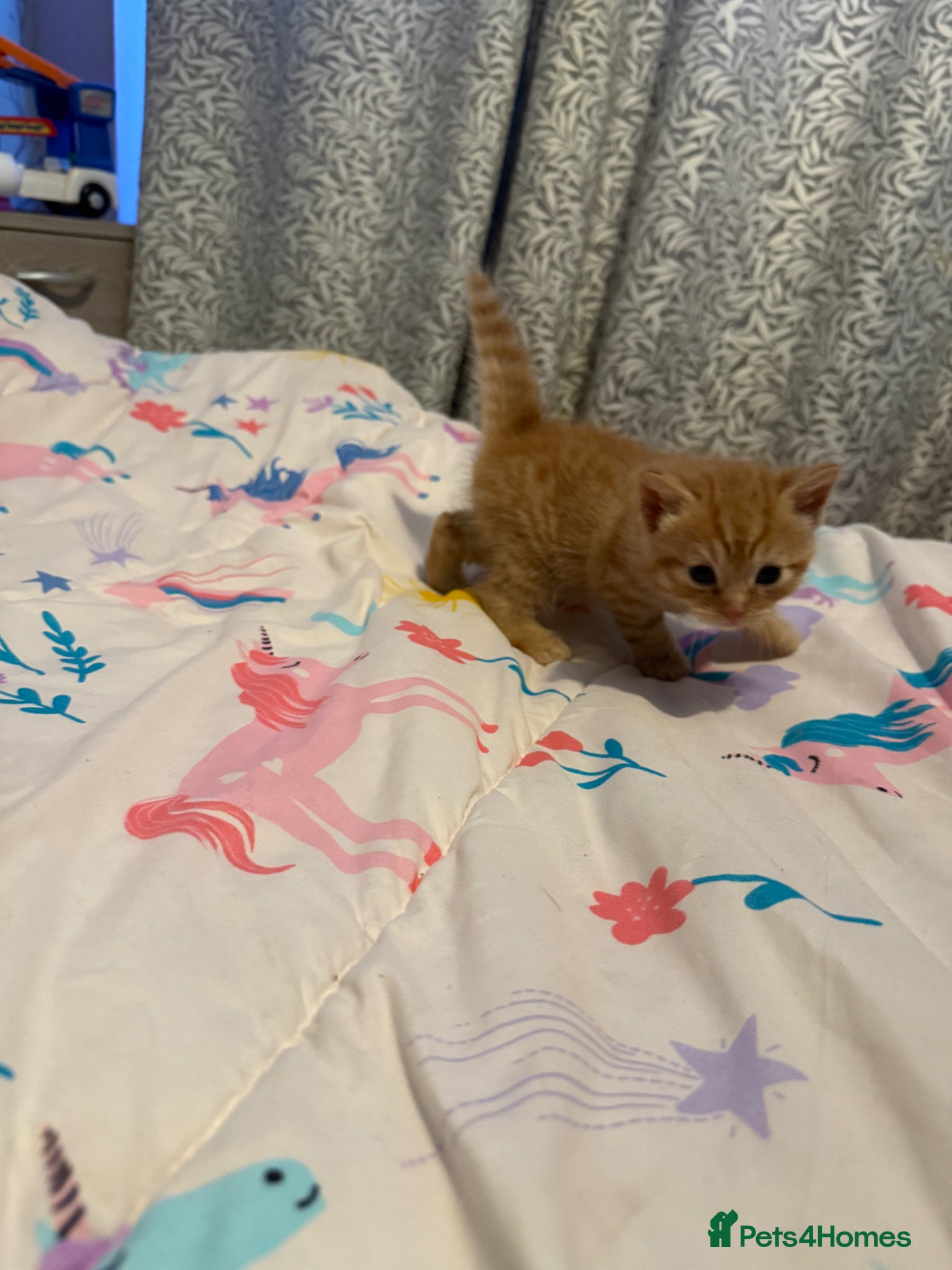 Mixed Breed cats Playful sweet kittens looking for forever home - Advert 1