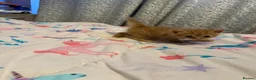 Mixed Breed cats for sale: Playful sweet kittens looking for forever home - Advert 1