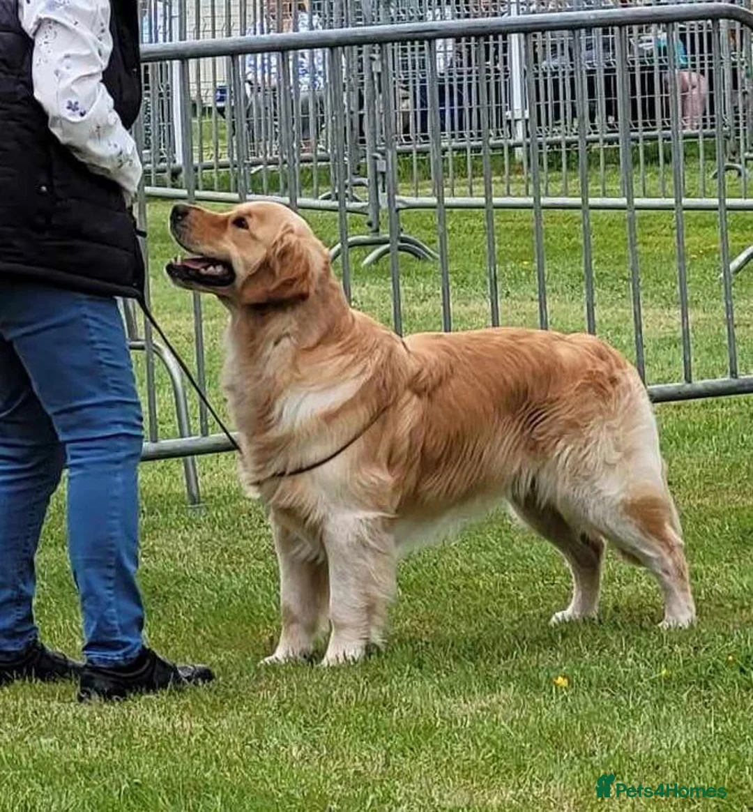 Golden Retriever dogs for sale: KC GOLDEN RETRIEVER PUPPIES  - Advert 11