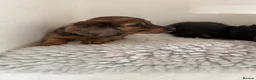 Miniature Dachshund dogs for sale: Quality miniature dachshund puppies  - Advert 10