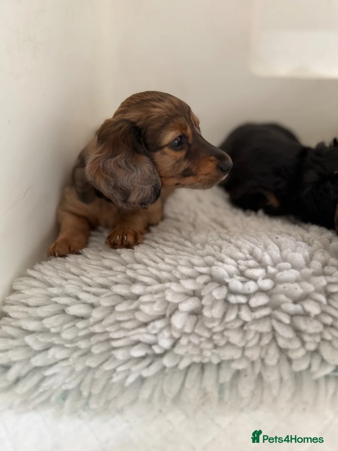 Miniature Dachshund dogs for sale: Quality miniature dachshund puppies  - Advert 10