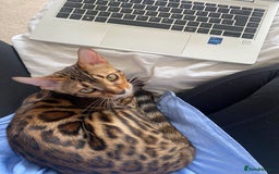 Bengal cats for sale: Male Snow & Female Brown Rosetta bengals - Image 4