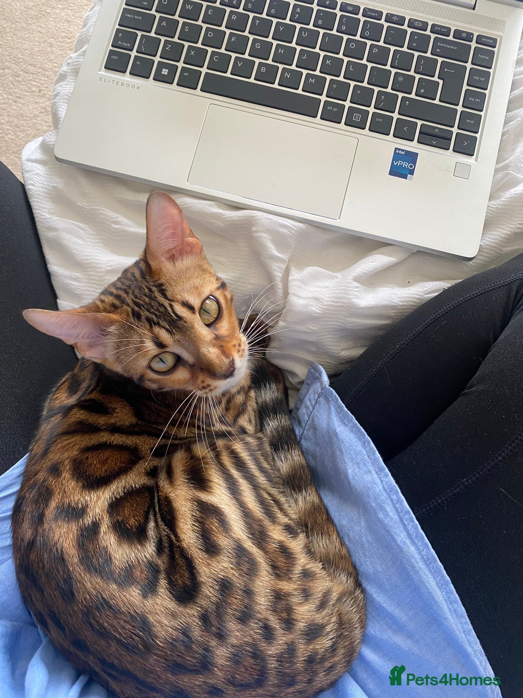 Bengal cats for sale: Male Snow & Female Brown Rosetta bengals - Image 4