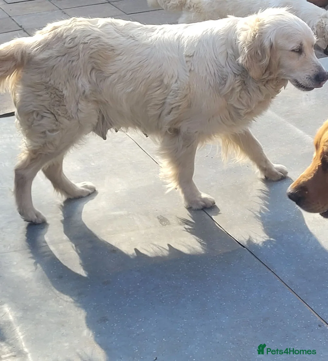 Golden Retriever dogs for sale: Beautiful Golden retriever puppies - Advert 1