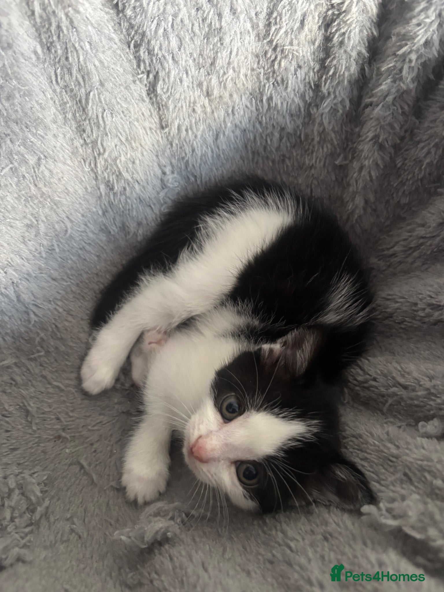 Mixed Breed cats for sale: Kittens Looking for Their Forever Homes 🐾 - Advert 5