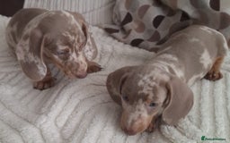 Miniature Dachshund dogs for sale: Adorable KC registered mini dachsund pups - Image 10