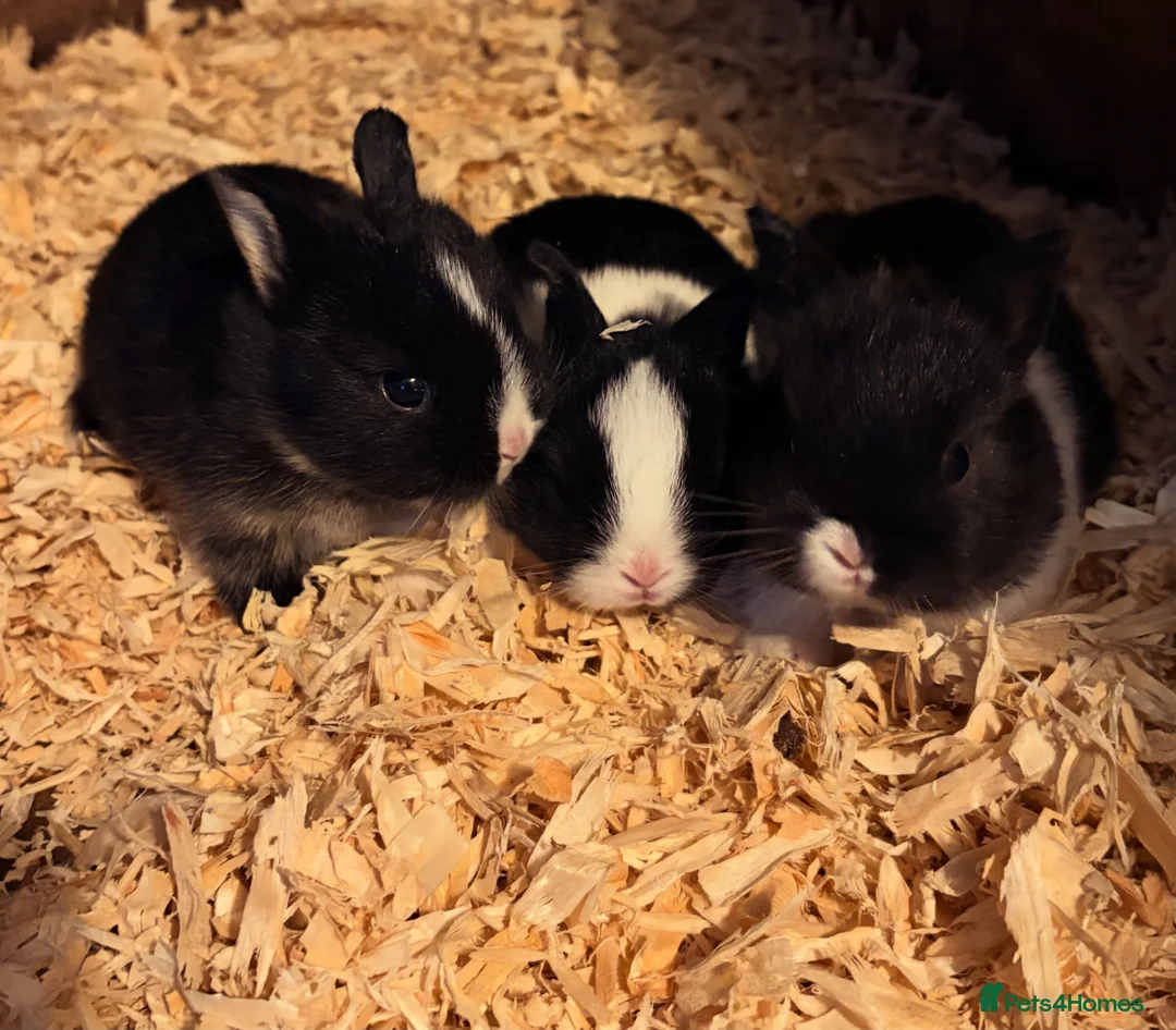 Netherland Dwarf rabbits for sale: Netherland Dwarf Kits For Sale - Advert 2