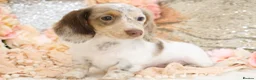 Miniature Dachshund dogs for sale: KC Longhair Miniature Dachshund Puppies - Advert 29