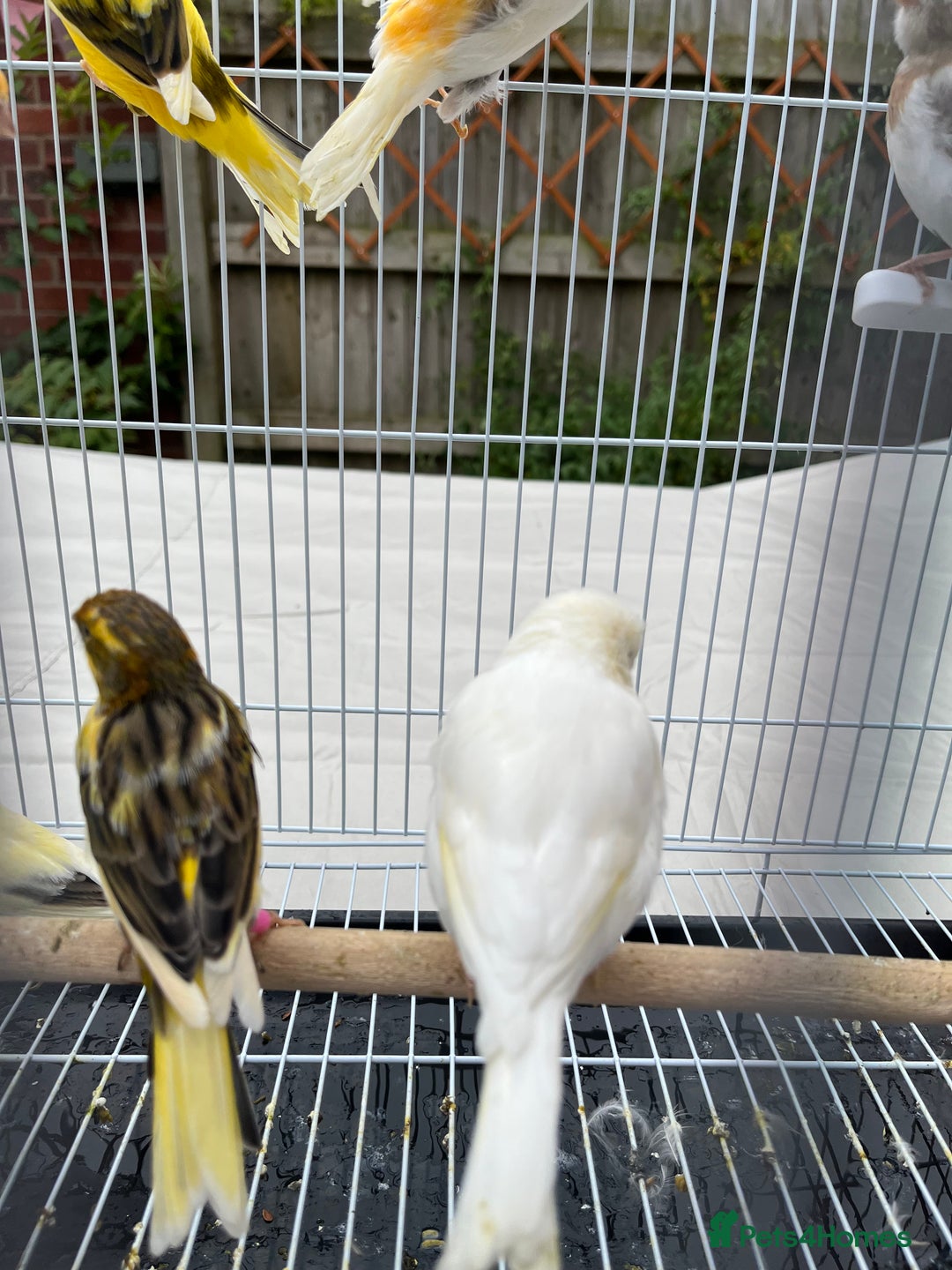 Canaries birds for sale: Bright & Beautiful Young Canaries - £25 - Image 5