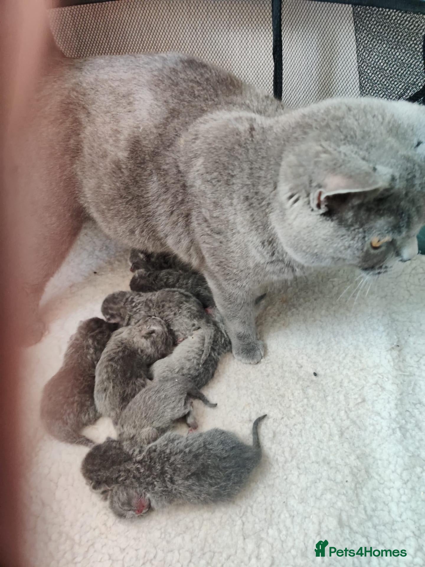 British Shorthair cats Chunky pedigree Bsh girl  - Advert 1