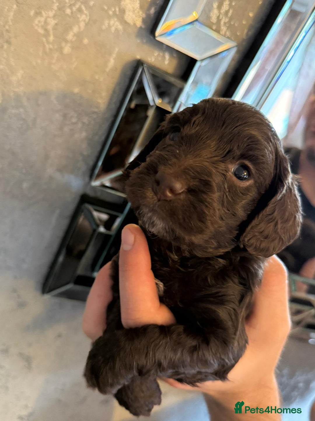 Cockapoo dogs for sale: Cockapoo puppies  - Image 2