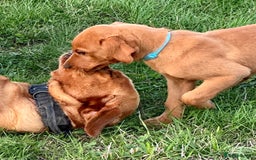 Labrador Retriever dogs for sale: Amazing Red/Black Lab Pups To Loving Pet Families - Image 3
