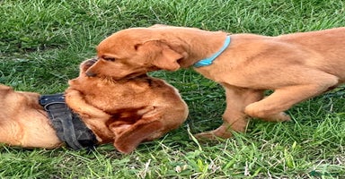 Labrador Retriever dogs - Advert 2