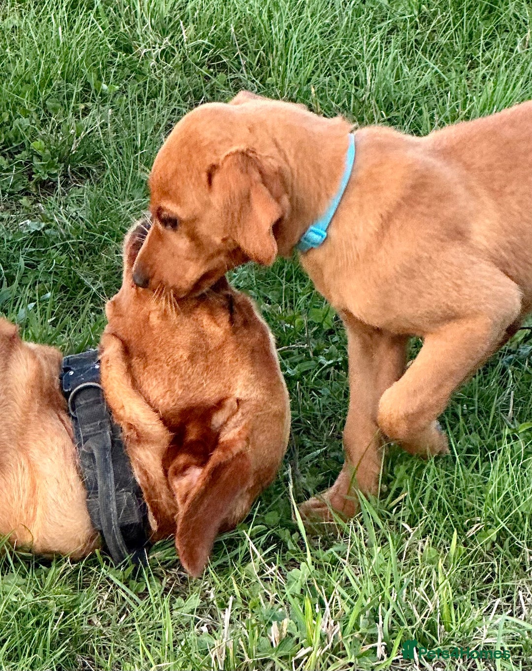 Labrador Retriever dogs for sale: Amazing Red/Black Lab Pups To Loving Pet Families - Image 3