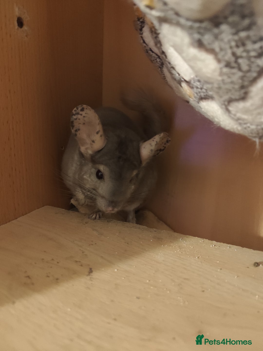 Chinchilla rodents for sale: 3chinchila - Image 4