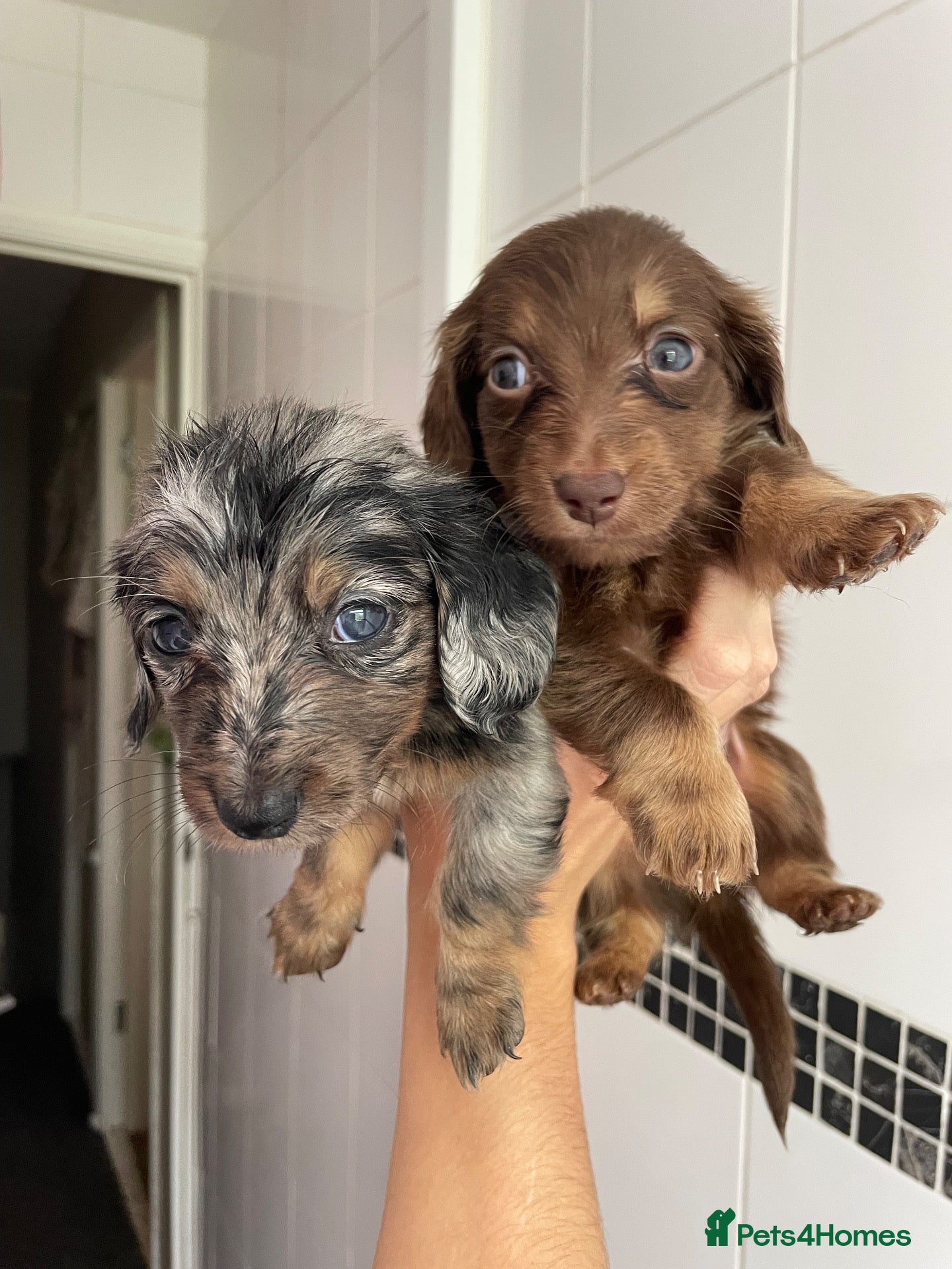 Miniature Dachshund dogs Fluffy miniature dachshund  - Advert 1