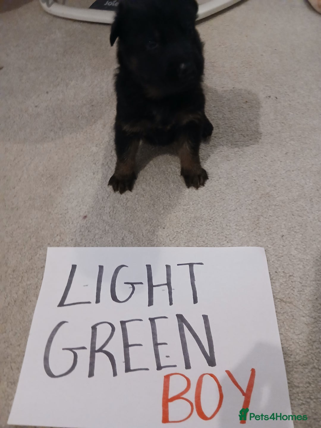 German Shepherd dogs for sale: Amazing german shepherd pups - Advert 16